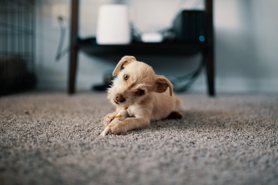 So we just had a carpet repair guy patch our carpet from pet damage  yesterday and I just wanted to know how I would go about blending these two  carpets together. 