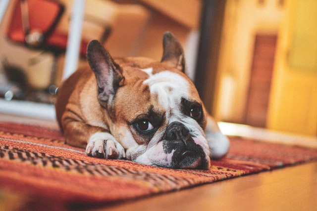 How Do You Clean Dog Pee Out of a Carpet? - Rug Cleaning